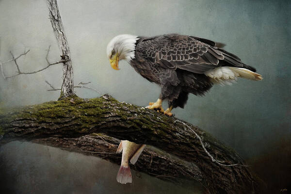 Bald Eagle Poster featuring the photograph Four Oclock Catch by Jai Johnson