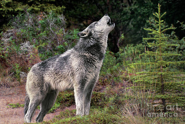 Gray Wolf Poster featuring the photograph Gray Wolf Howling Endangered Species Wildlife Rescue by Dave Welling