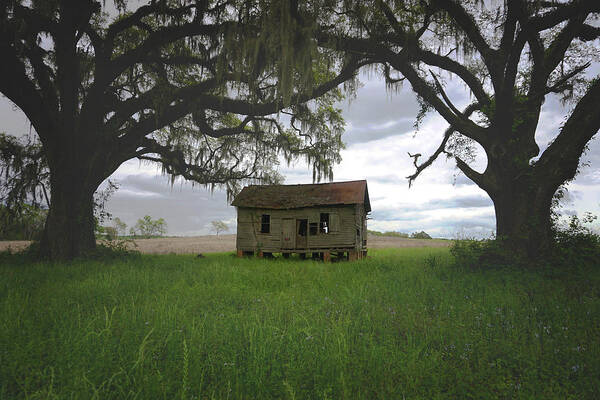 Florida Poster featuring the photograph Just Me and the Trees by Kelly Gomez