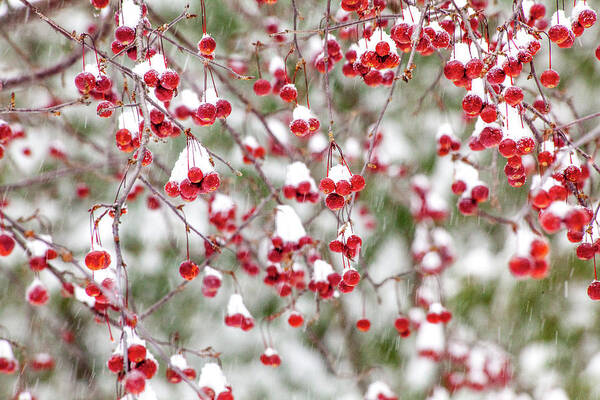 Winter Poster featuring the photograph Snow Covered Red Berries by Trevor Slauenwhite