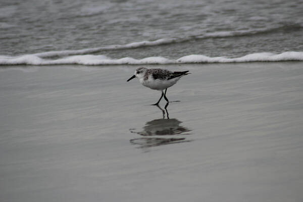 Birds Poster featuring the photograph Walkin' by Fred DeSousa