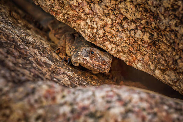 Nature Poster featuring the photograph Brown reptile lizard camouflaged against rocks #1 by Rick Deacon