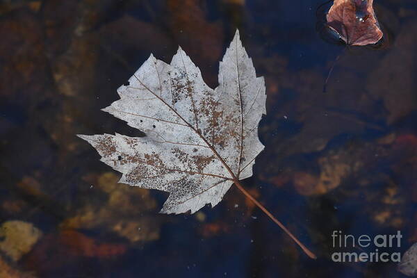 Autumn Poster featuring the photograph Floating In The Creek by Fantasy Seasons