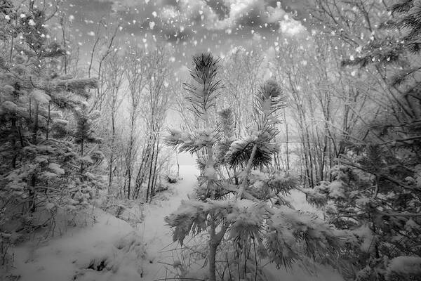 Wintertime Poster featuring the photograph Blizzard In Jurmala Latvia by Aleksandrs Drozdovs