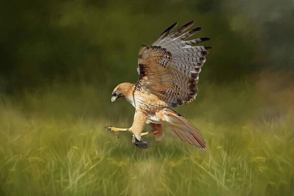 Red Tailed Hawk Poster featuring the photograph Brunch by Donna Kennedy