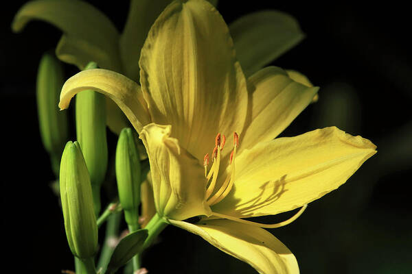Daylily Poster featuring the photograph Daylily with Buds by Donna Kennedy