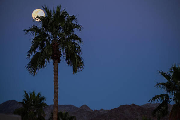Snow Full Moon Rise Poster featuring the photograph Desert Snow Full Moon Rise, Palm Tree Silhouette by Bonnie Colgan