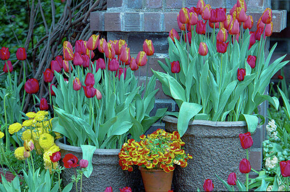 Tulips Poster featuring the photograph Garden Tulips in Containers by Bonnie Colgan