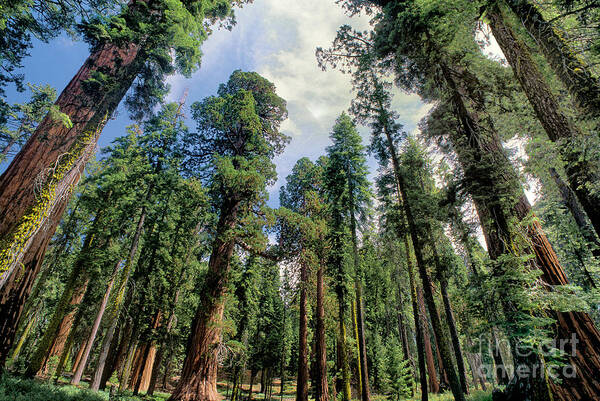 Dave Welling Poster featuring the photograph Giant Sequoias Sequoiadendron Gigantium Yosemite by Dave Welling