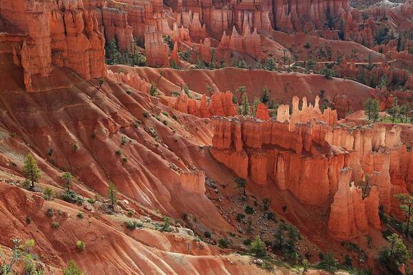 Bryce Canyon Poster featuring the photograph Glowing Hoodoos by Donna Kennedy