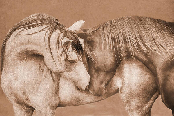 Nuzzling Horses Poster featuring the digital art Horses Nuzzling Sepia Tones by Steve Ladner