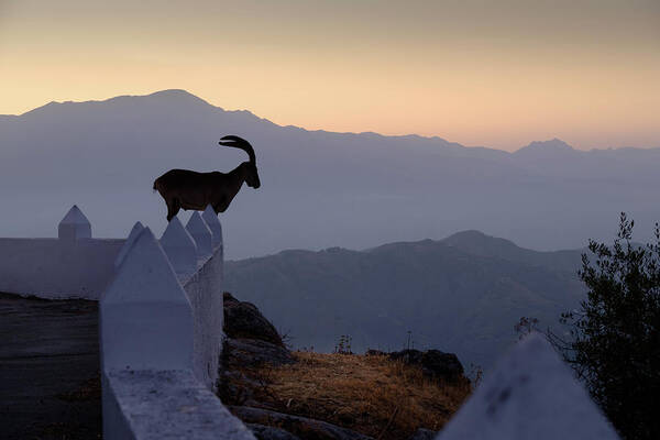 Ibex Poster featuring the photograph Ibex at dawn by Gary Browne
