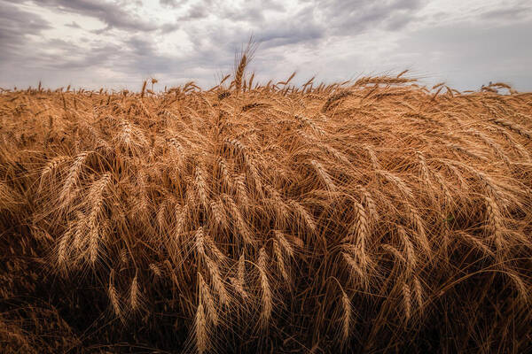 Great Plains Poster featuring the photograph Just Wheat by Scott Bean