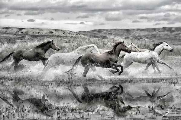 Colorado Poster featuring the photograph On The Run by Phyllis Burchett