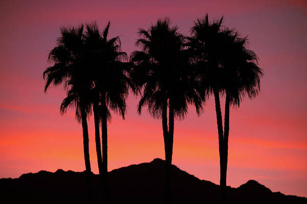Coachella Valley Poster featuring the photograph Amigos - Palm Tree Silhouettes - Sunset - Palm Desert - Coachella - CA. by Bonnie Colgan