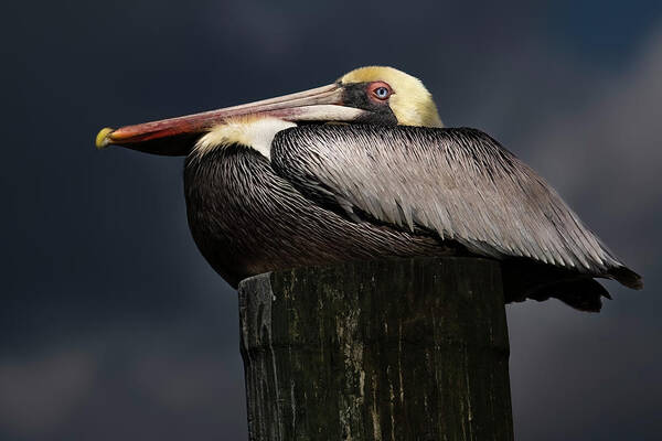 Birds Poster featuring the photograph Pelican on a Pole by Larry Marshall