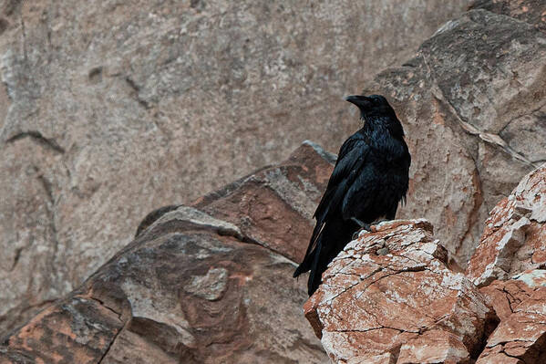 Raven Poster featuring the photograph Raven in Lake Powell by Bonnie Colgan