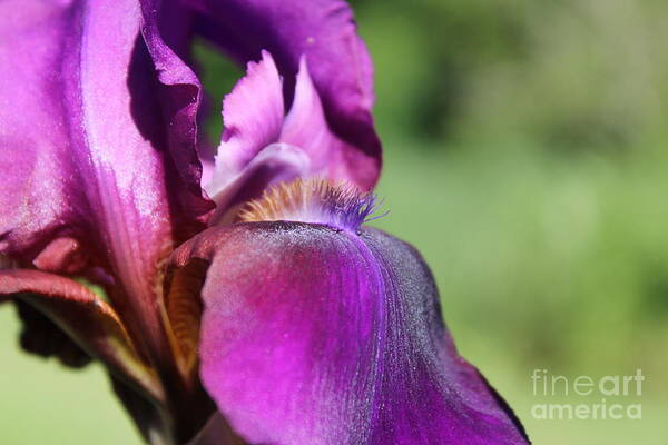 Purple Iris Poster featuring the photograph Shades of Purple by Fantasy Seasons