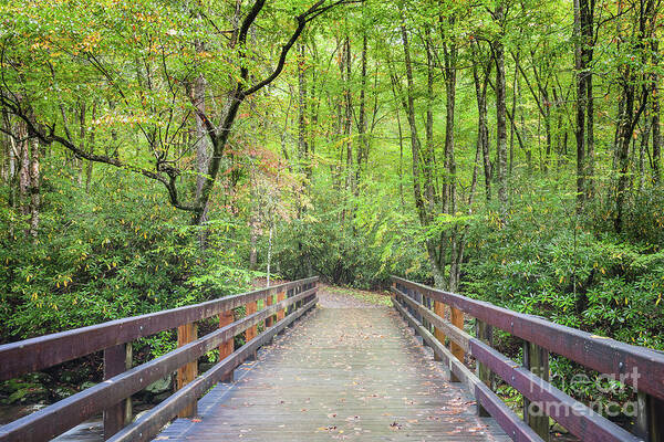 Newfound Gap Road Poster featuring the photograph Smoky Mountain Trail 40 by Maria Struss Photography