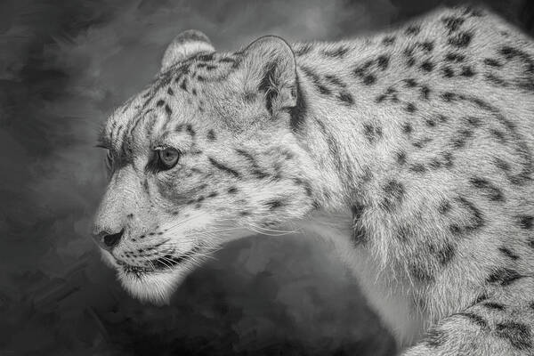 Snow Leopard Poster featuring the digital art Snow Leopard by Nicole Wilde