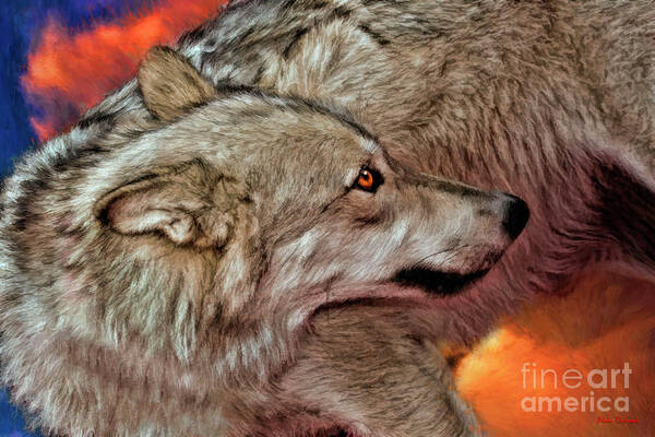  Poster featuring the photograph Submissive Wolf by Blake Richards