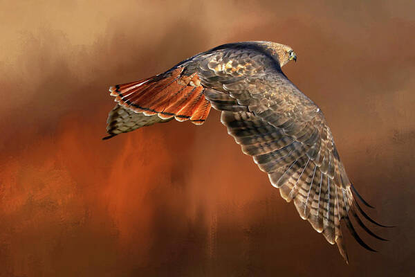 Red Tail Hawk Poster featuring the photograph Tail Light On by Donna Kennedy