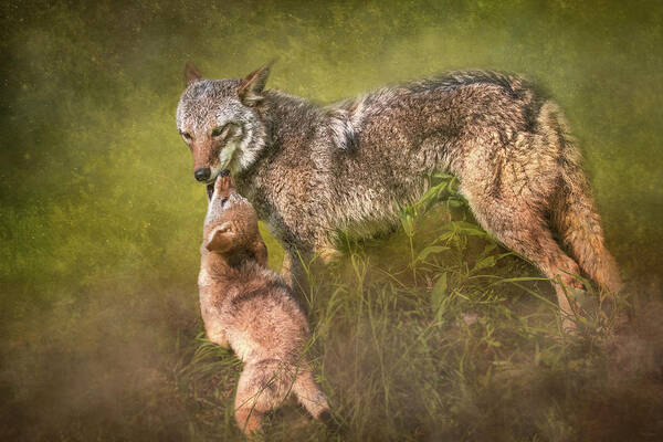 Coyote Poster featuring the digital art Tender Moment by Nicole Wilde