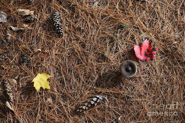 Pine Needles Poster featuring the photograph The Last Pieces Of Autumn by Fantasy Seasons