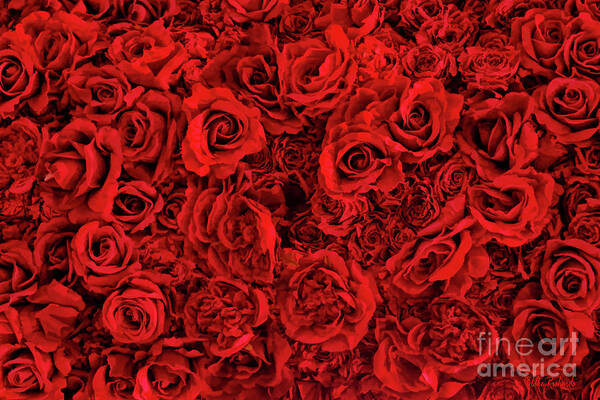 Roses Poster featuring the photograph Wall Of Roses by Blake Richards
