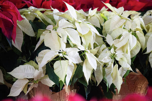 White Poinsettias Poster featuring the photograph White Poinsettias in Full Holiday Bloom by Bonnie Colgan
