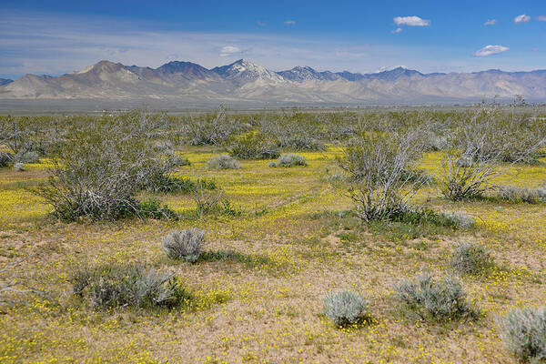 Spring Poster featuring the photograph Yellow Carpet on Mojave Desert by Bonnie Colgan