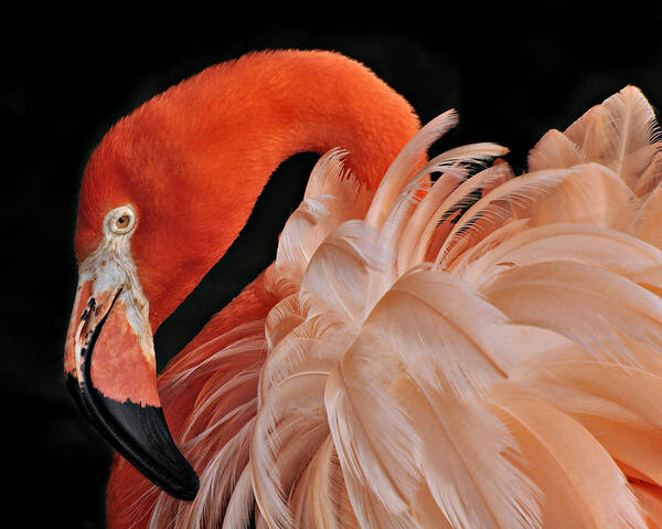 Flamingo Poster featuring the photograph Fancy Feathers by Carol Eade