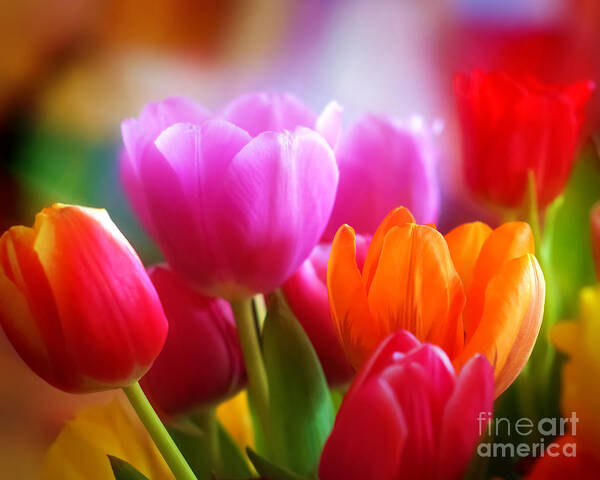 Tulips Poster featuring the photograph Shining Tulips by Lutz Baar