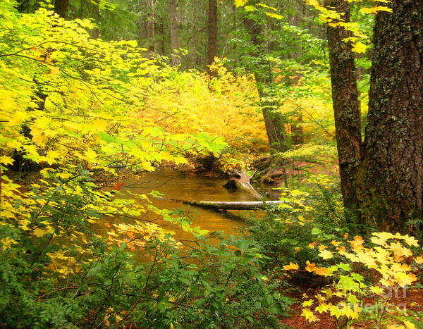 Serenity Scenes Photography Landscape Scenic Pacific Northwest Stream Forest Woods Trees River Rocks Shasta Eone Oregon Water Green Nature Union Creek Fall Autumn Poster featuring the painting Uc10-9 by Shasta Eone