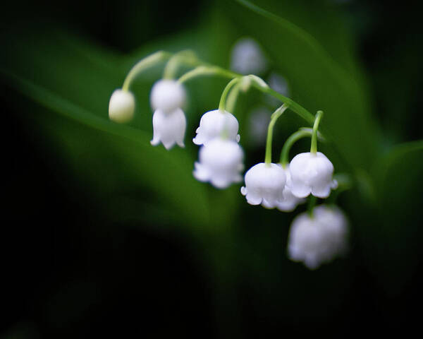 Lily Of The Valley Poster featuring the photograph Floral Innocence by Pamela Taylor