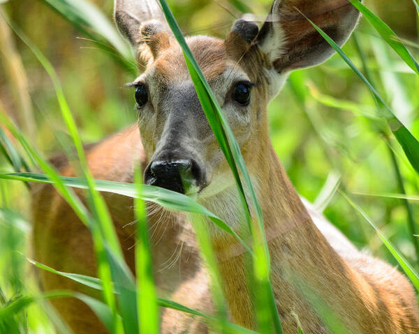Deer Poster featuring the photograph I See You by Deborah Ritch