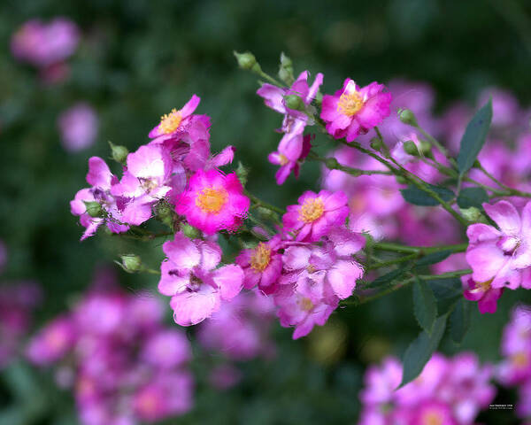 Rose Poster featuring the photograph rosa 'Daydream' 1762 by Brian Gryphon