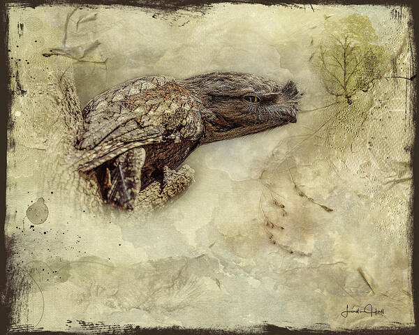 Tawny Frogmouth Poster featuring the digital art Tawny Frogmouth by Linda Lee Hall