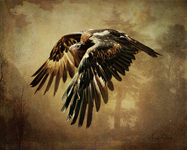 Brown Poster featuring the digital art Wedge-Tailed Eagle by Linda Lee Hall