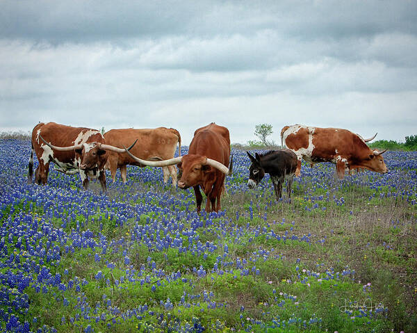 Longhorn Poster featuring the photograph Big Red and the Crew by Linda Lee Hall