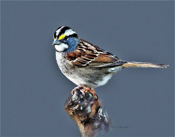 White Throated Sparrow Poster featuring the digital art White-Throated Sparrow by Diane Chandler