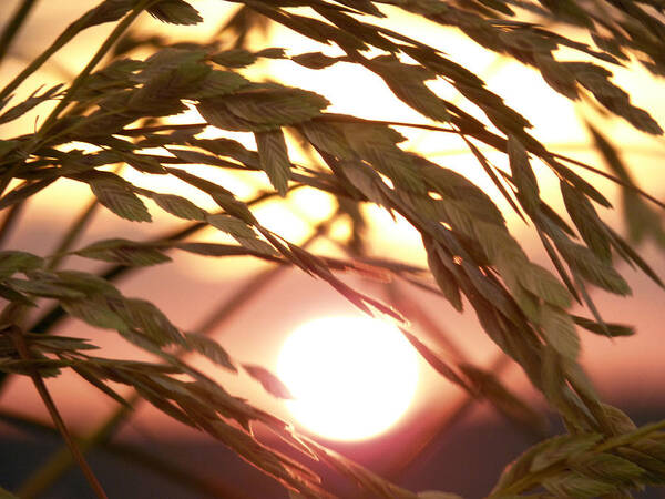 Sea Oats Poster featuring the photograph Sea Oats Sunset by Susan Duda