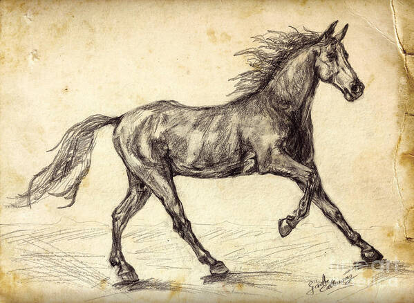 Horses Poster featuring the drawing Freehand Graphite Horse Study by Ginette Callaway