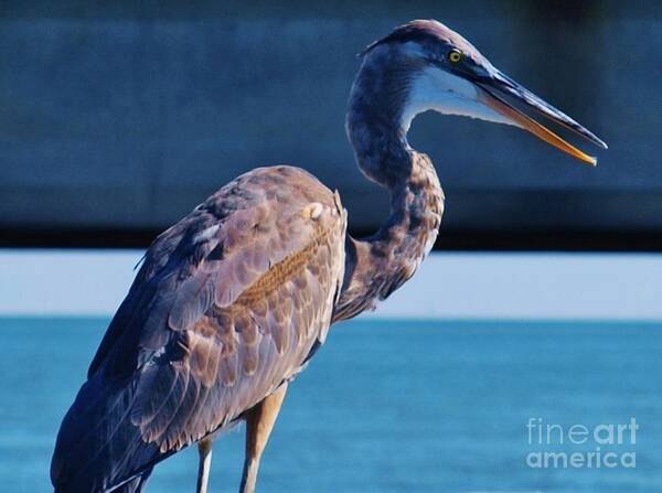 The Great Blue Heron Poster featuring the photograph The Great Heron #2 by E Luiza Picciano