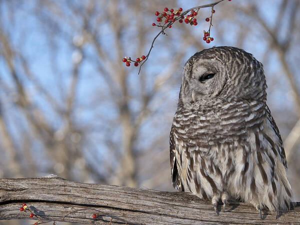 Barred Owl Poster featuring the photograph Barred Owl and Red berries by Cindy Lindow