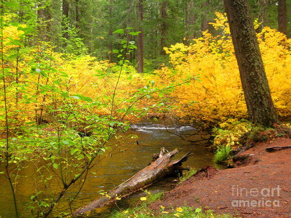 Serenity Scenes Photography Landscape Scenic Pacific Northwest Stream Forest Woods Trees River Rocks Shasta Eone Oregon Water Green Nature Union Creek Fall Autumn Poster featuring the painting Uc10-5 by Shasta Eone