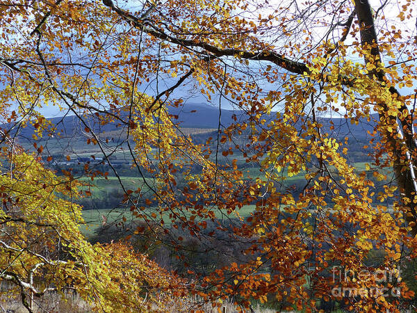 Autumn Poster featuring the photograph Beech tree in Autumn by Phil Banks