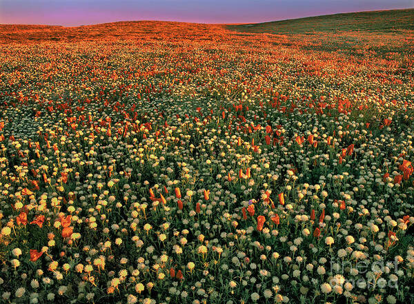 California Poppies Poster featuring the photograph California Poppies at Dawn Lancaster California by Dave Welling