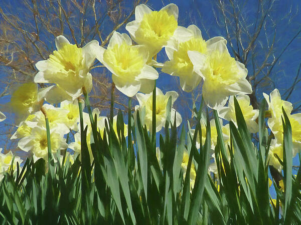 Daffodil Poster featuring the photograph Garden of Daffodils by Donna Kennedy