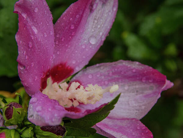 Flowers Poster featuring the photograph Rose of Sharon Hibiscus with rain drops by Garry McMichael